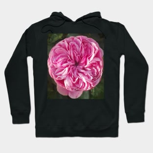 Pink Vintage Cabbage Rose Flower Hoodie